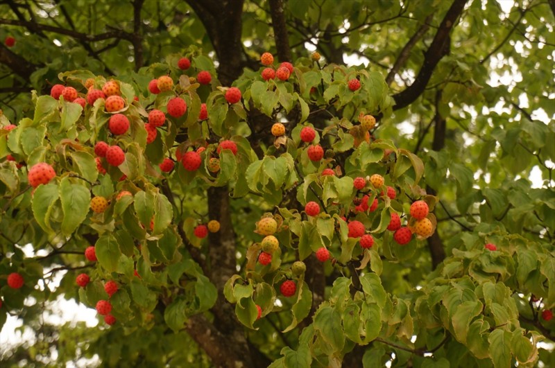 f:id:hashiba511:20160918062421j:image