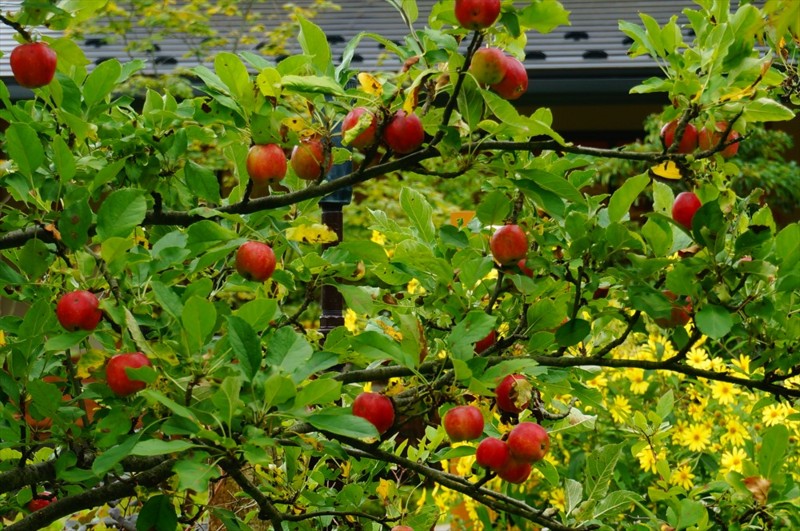 f:id:hashiba511:20160918062423j:image