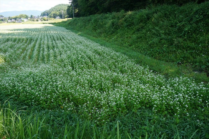 f:id:hashiba511:20160920040810j:image