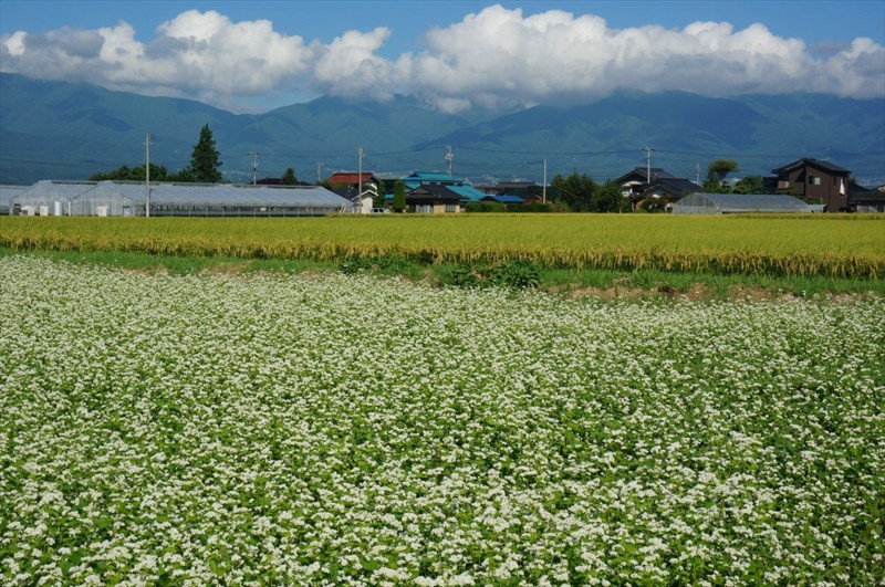 f:id:hashiba511:20160920042329j:image