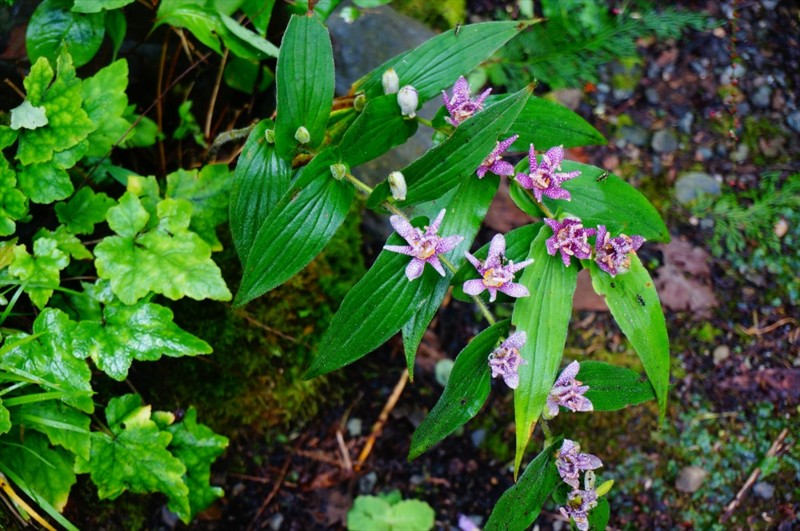 f:id:hashiba511:20160921155311j:image