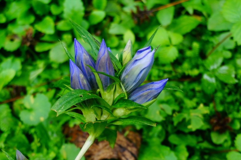 f:id:hashiba511:20160921155313j:image