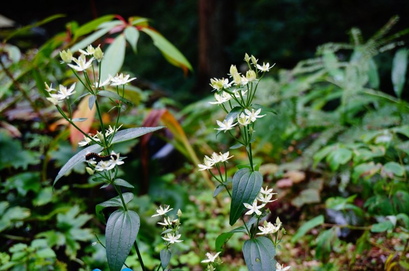 f:id:hashiba511:20160921155317j:image