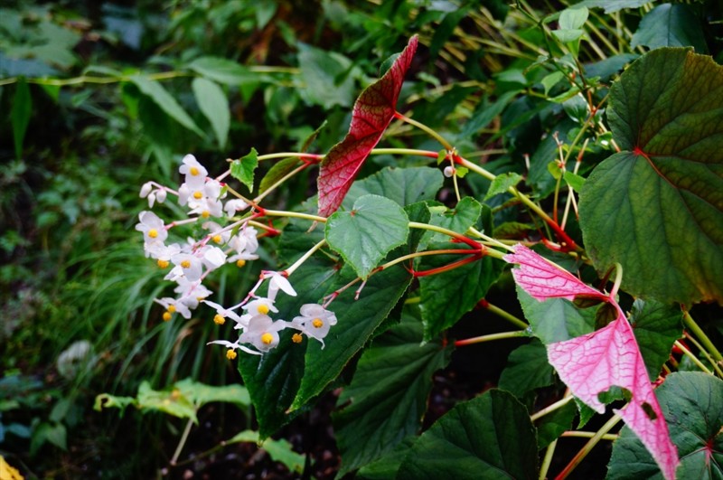 f:id:hashiba511:20160921155557j:image