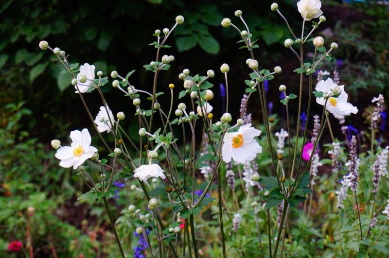 f:id:hashiba511:20160930195254j:image