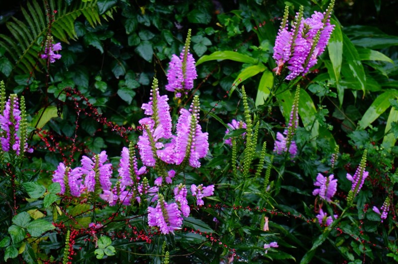 f:id:hashiba511:20160930195255j:image