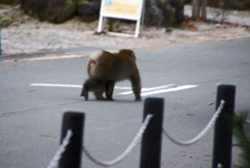 f:id:hashiba511:20161207090611j:image f:id:hashiba511:20161207090611j:image