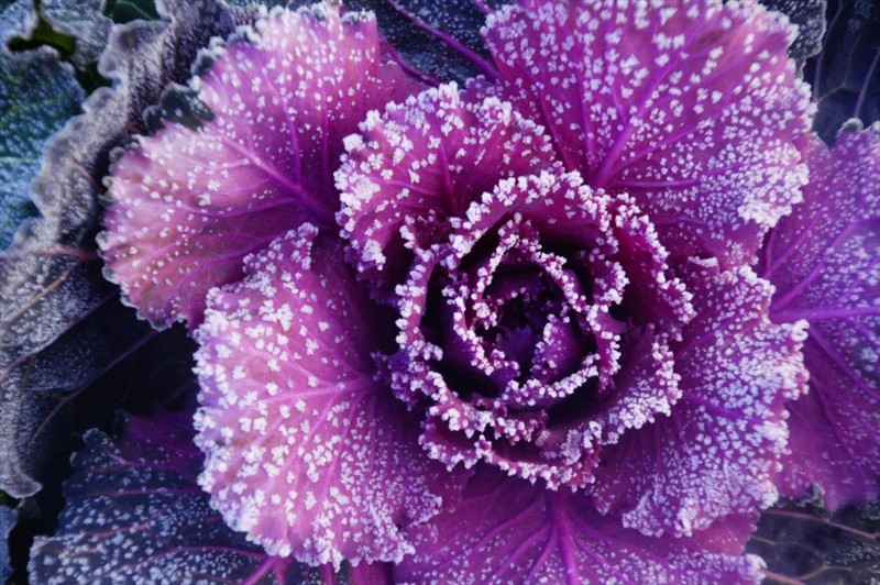 f:id:hashiba511:20161218180105j:image