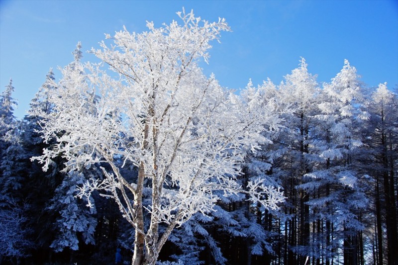 f:id:hashiba511:20161218180110j:image