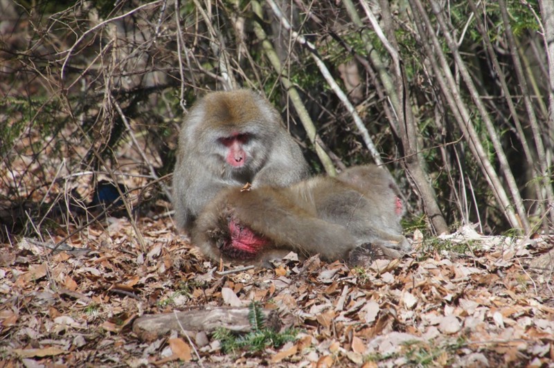 f:id:hashiba511:20170108064352j:image