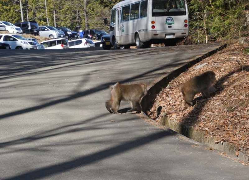 f:id:hashiba511:20170108065307j:image