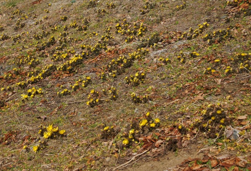 f:id:hashiba511:20170302091203j:image