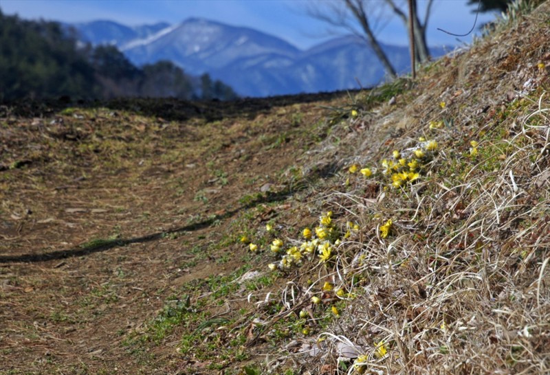 f:id:hashiba511:20170302091204j:image