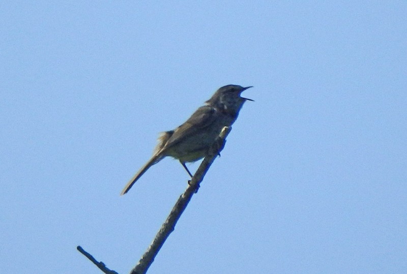 f:id:hashiba511:20170324082016j:image