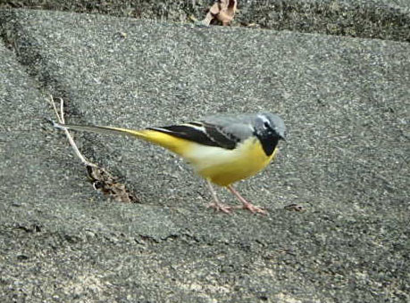 f:id:hashiba511:20170324082223j:image