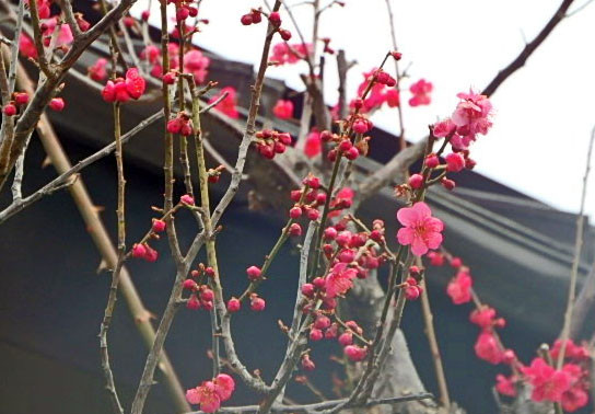 f:id:hashiba511:20170324082402j:image