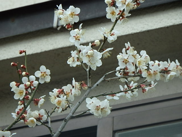 f:id:hashiba511:20170324082403j:image