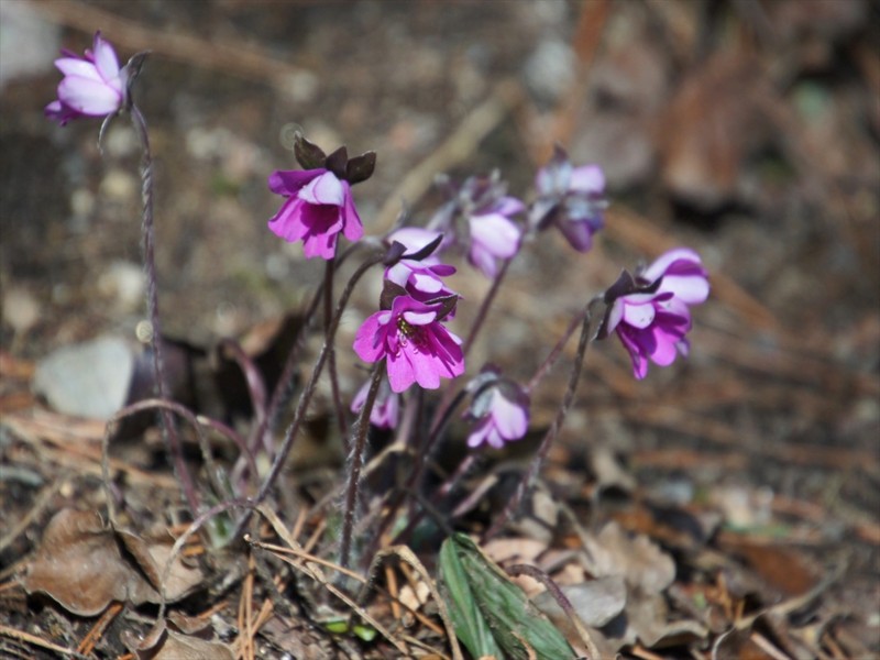 f:id:hashiba511:20170407080046j:image