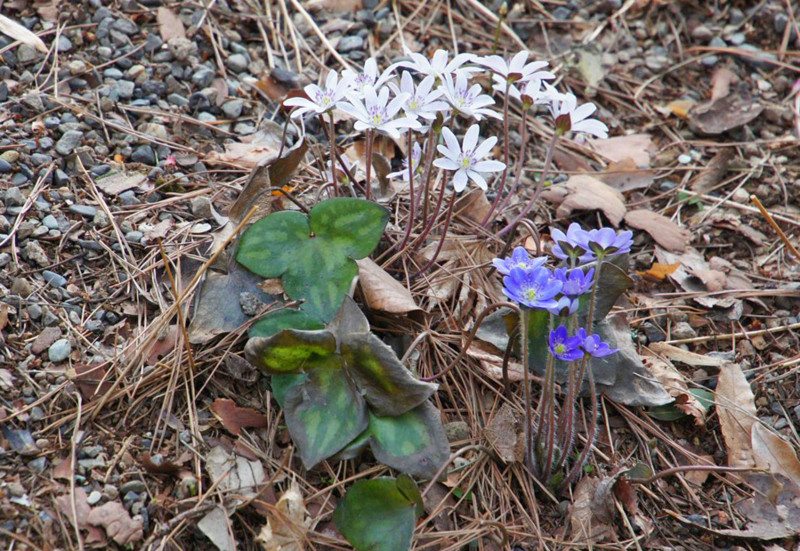 f:id:hashiba511:20170407080048j:image