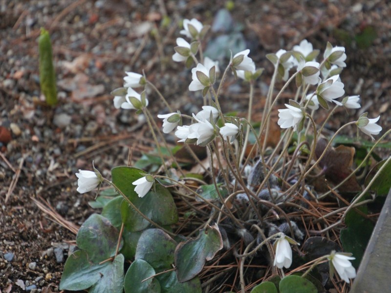 f:id:hashiba511:20170407080050j:image