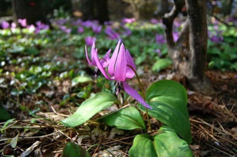 f:id:hashiba511:20170407080159j:image