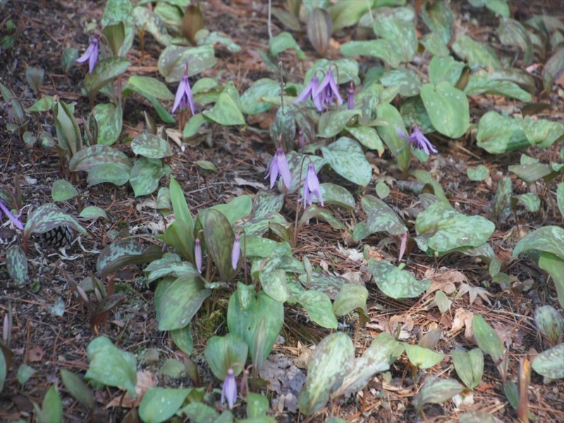 f:id:hashiba511:20170407080200j:image