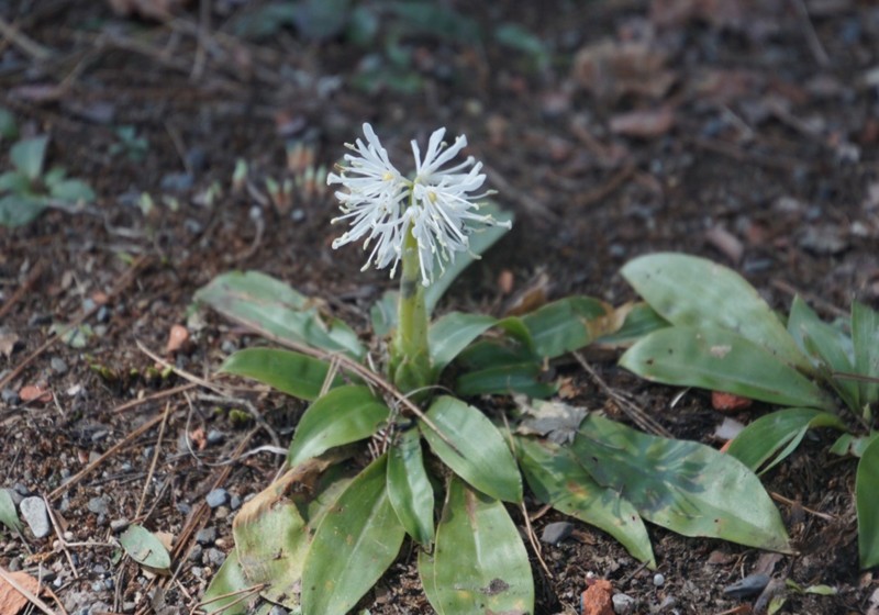 f:id:hashiba511:20170407080405j:image