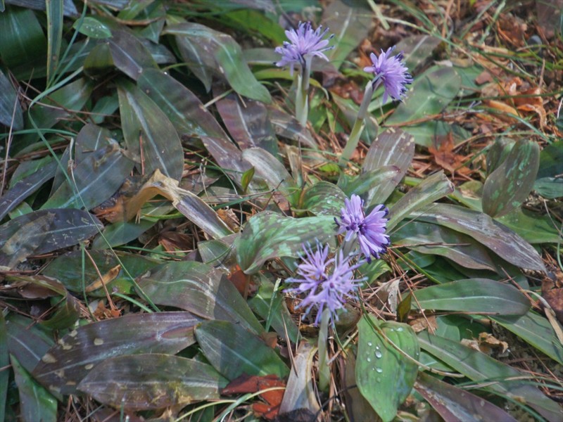 f:id:hashiba511:20170407080407j:image