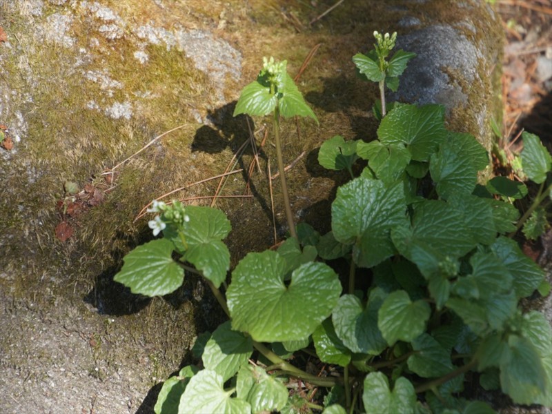 f:id:hashiba511:20170407080731j:image