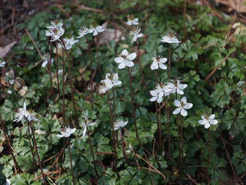 f:id:hashiba511:20170407080733j:image