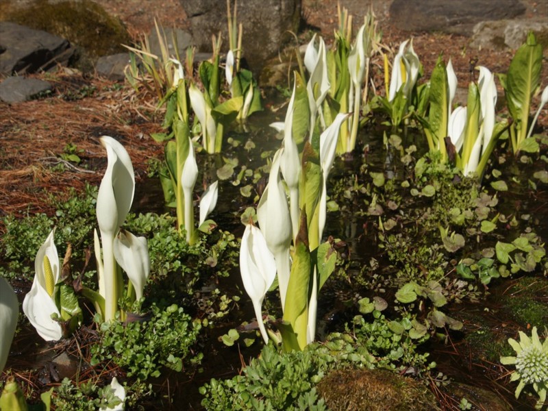 f:id:hashiba511:20170407082013j:image