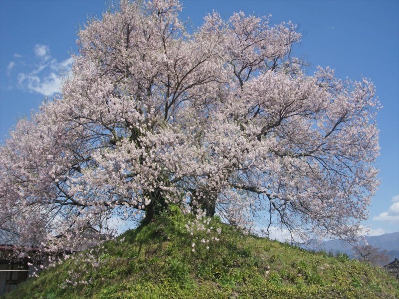 f:id:hashiba511:20170415114910j:image