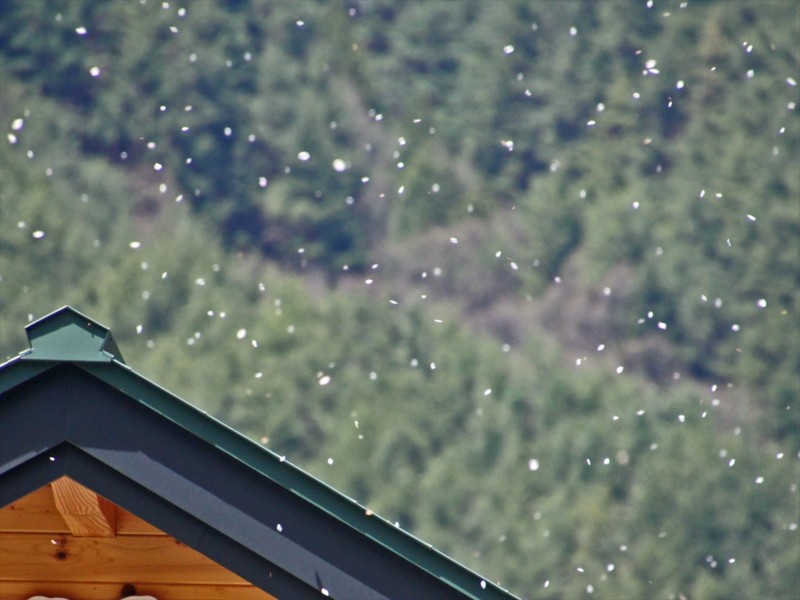 f:id:hashiba511:20170427094114j:image