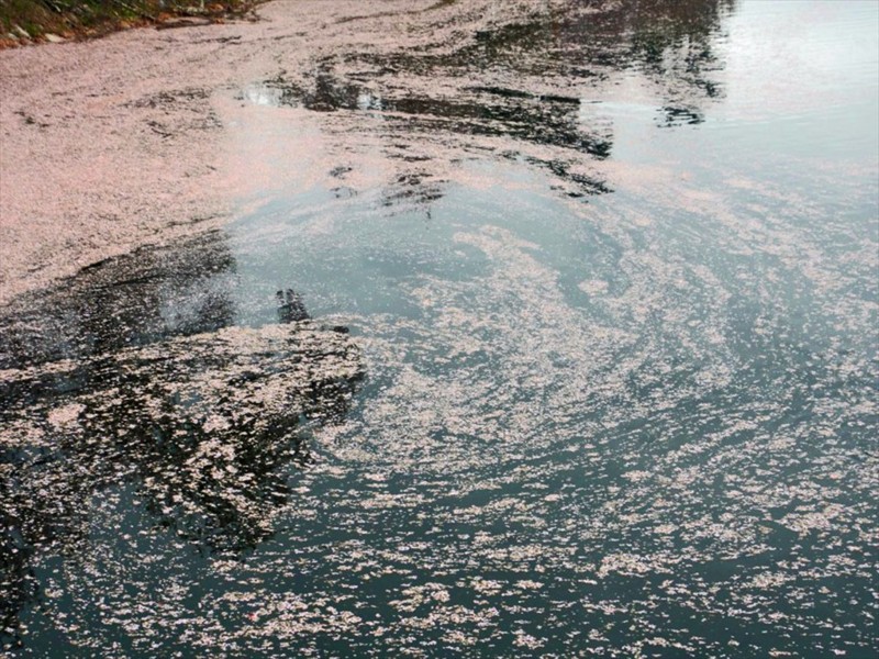 f:id:hashiba511:20170427095131j:image