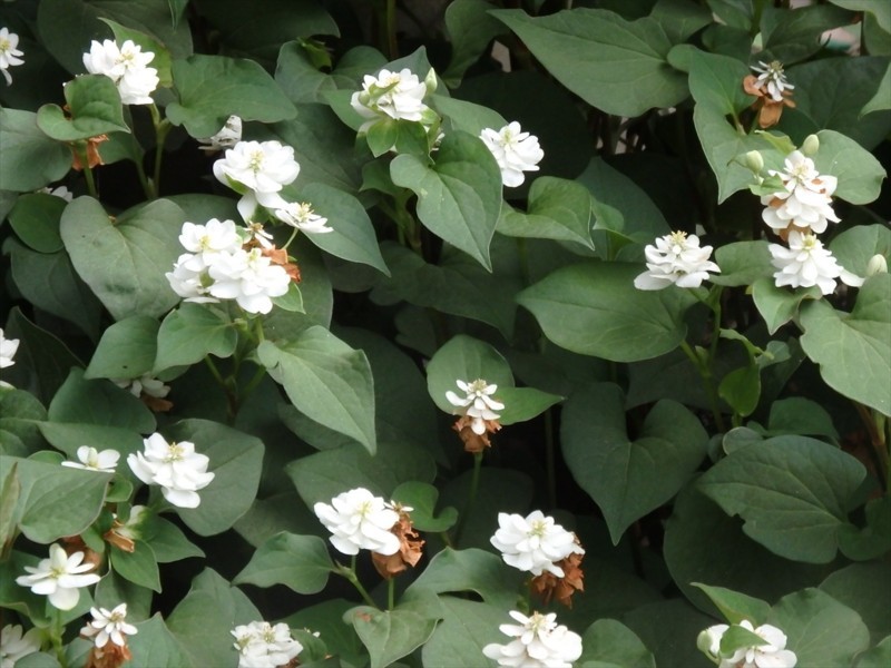 f:id:hashiba511:20170627093318j:image