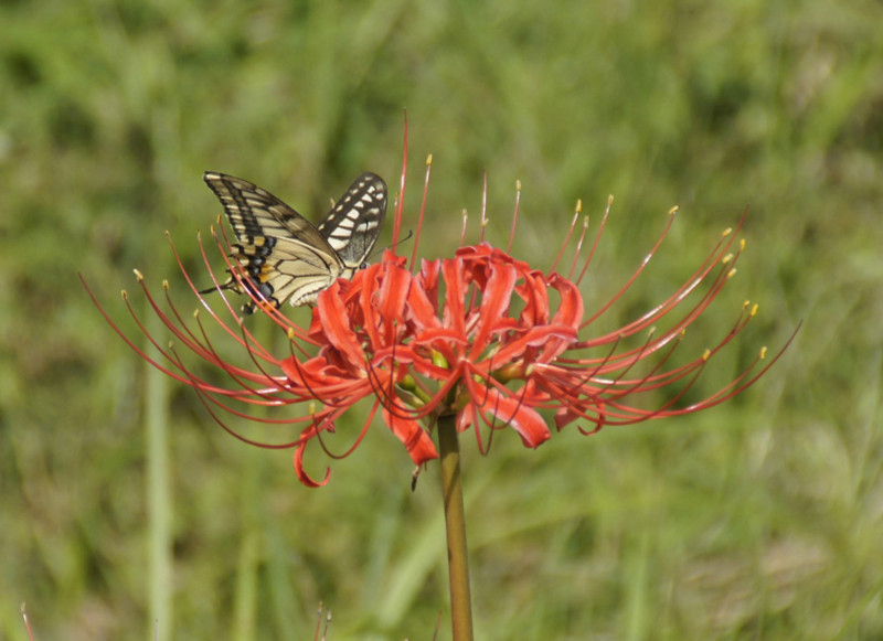 f:id:hashiba511:20170925035734j:image