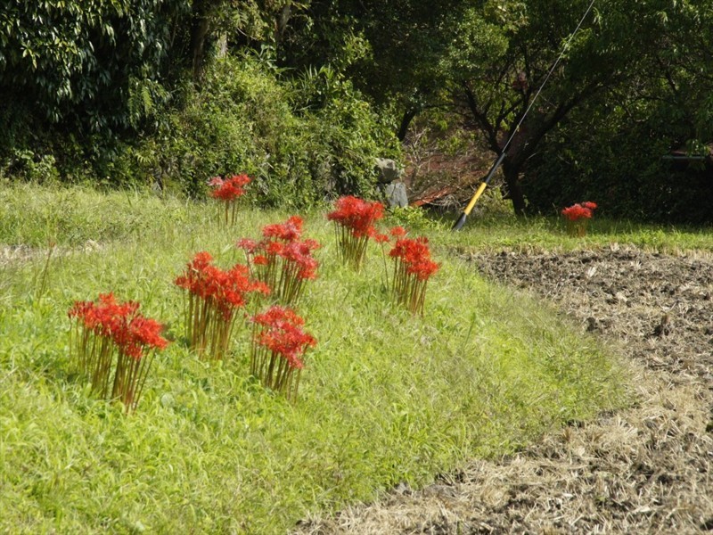 f:id:hashiba511:20170925035743j:image