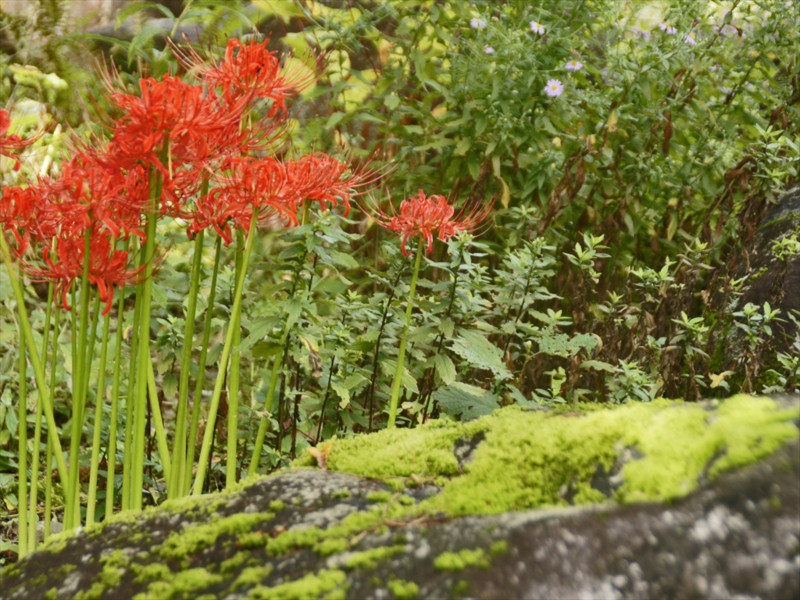 f:id:hashiba511:20170925035747j:image