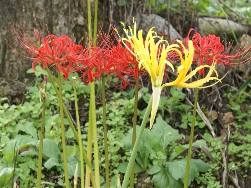 f:id:hashiba511:20170925035842j:image