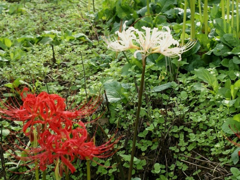 f:id:hashiba511:20170925035846j:image