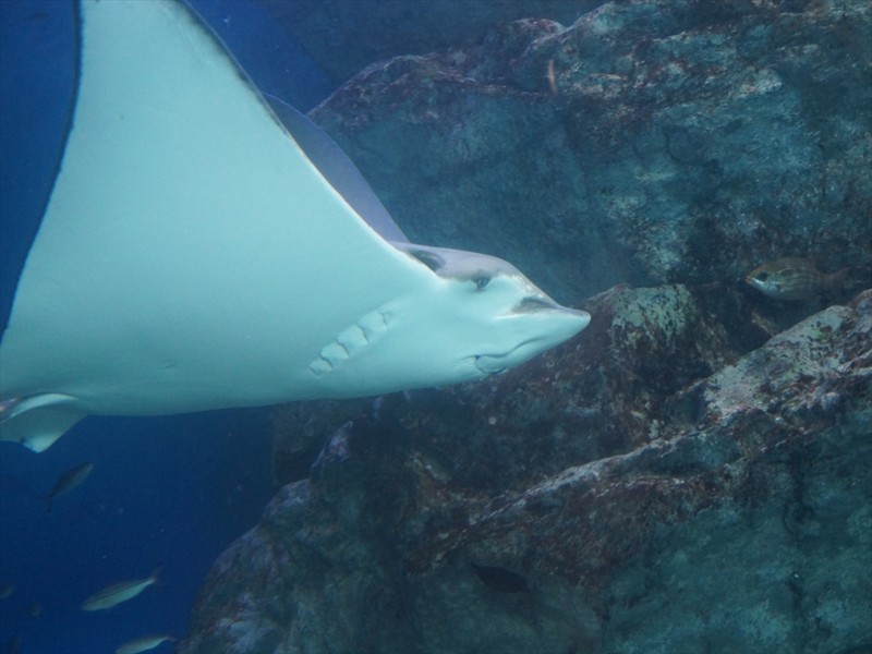 f:id:hashiba511:20170928065054j:image