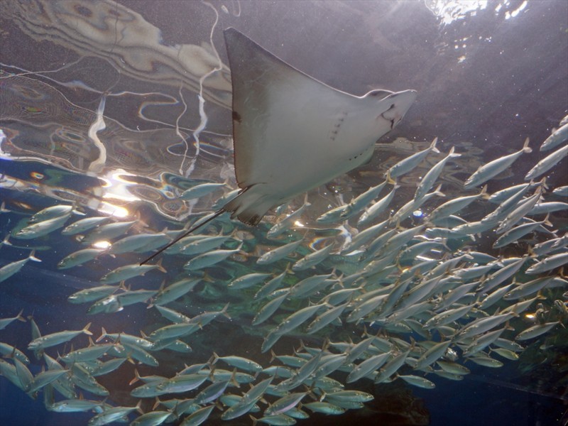 f:id:hashiba511:20170928071647j:image