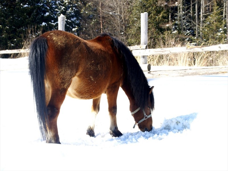 f:id:hashiba511:20180121053951j:image