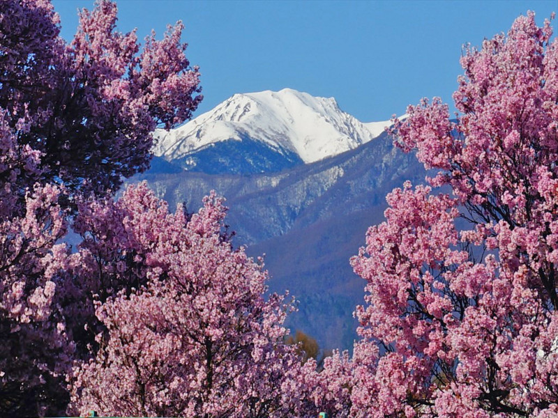 f:id:hashiba511:20180406140100j:image