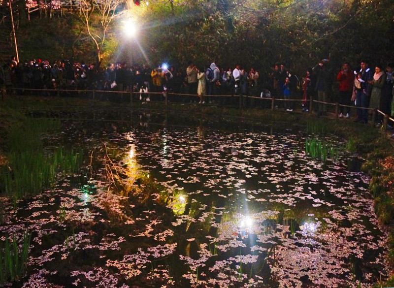 f:id:hashiba511:20180409073722j:image