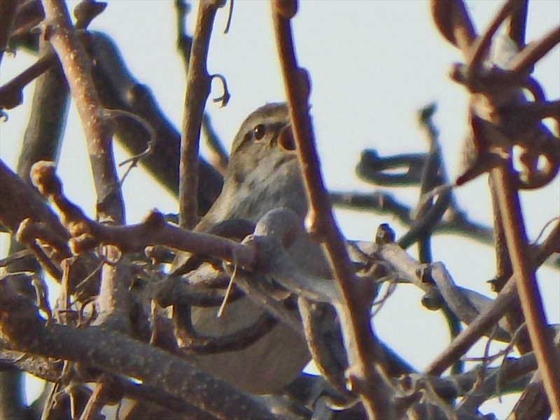 f:id:hashiba511:20180412092253j:image f:id:hashiba511:20180412092253j:image