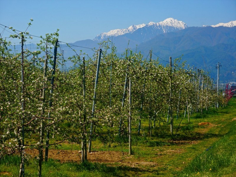 f:id:hashiba511:20180426012836j:image