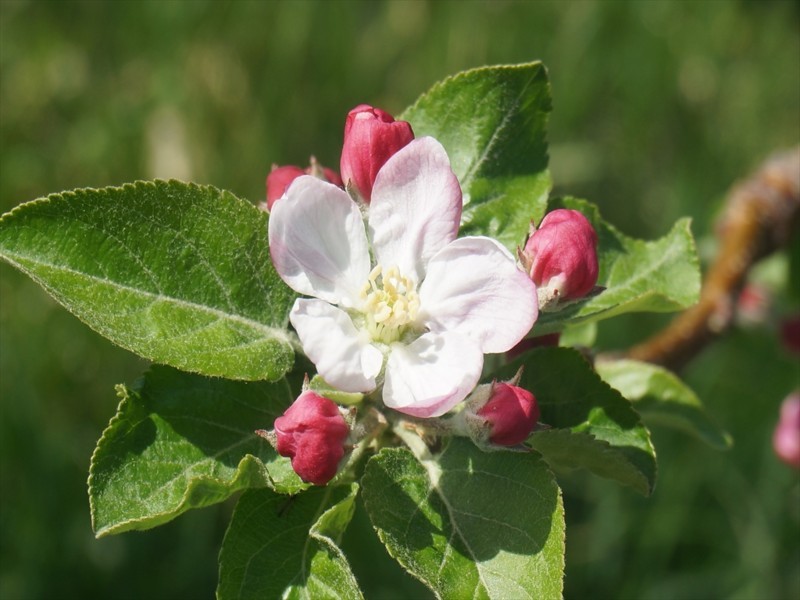 f:id:hashiba511:20180426012840j:image