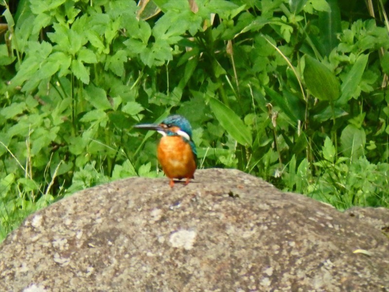 f:id:hashiba511:20180703194124j:image