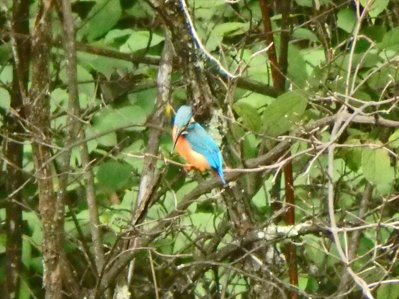 f:id:hashiba511:20180703194133j:image